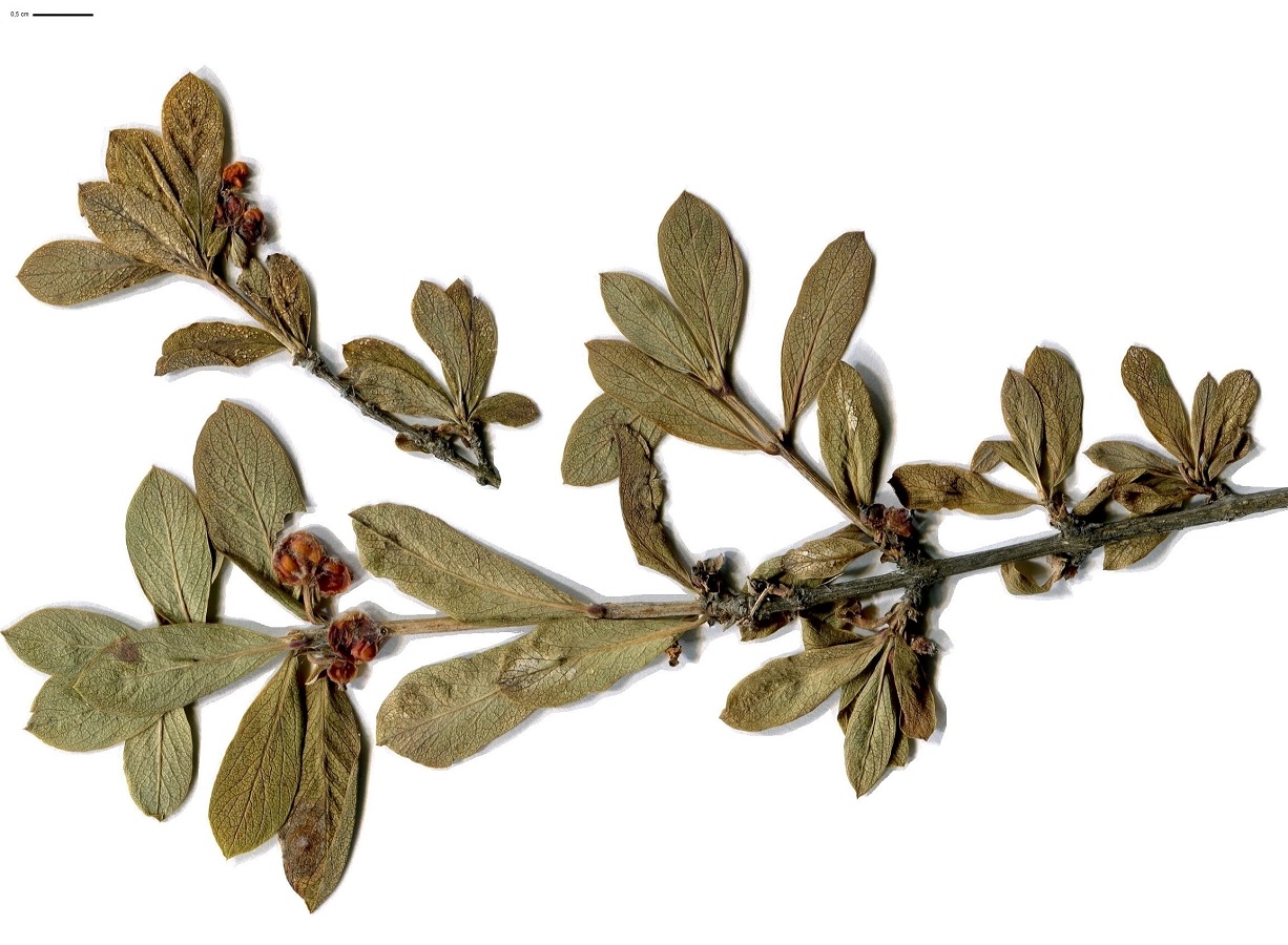 Lonicera pyrenaica subsp. pyrenaica (Caprifoliaceae)